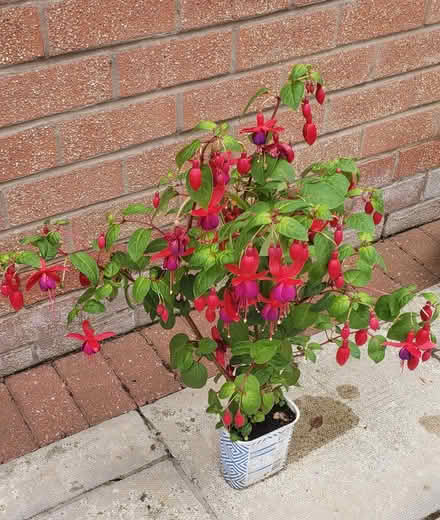 Photo of free Fuchsia (Woodhouses M33) #1