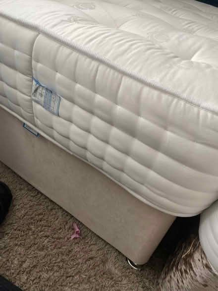 Photo of free Single bed (KT11) #3