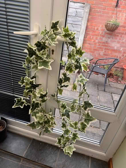 Photo of free Decorative garland fake plant (Sale M33) #1