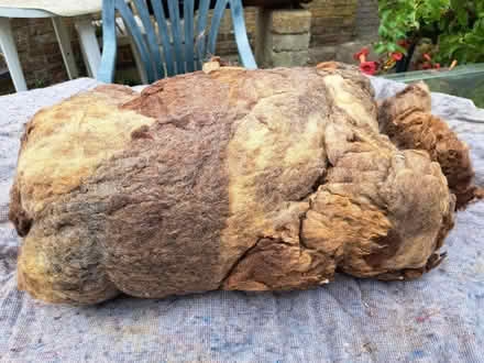 Photo of free Fleece for spinning (Yaxley) #1