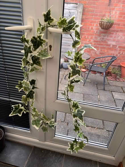 Photo of free Decorative garland fake plant (Sale M33) #3