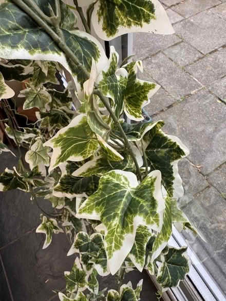 Photo of free Decorative garland fake plant (Sale M33) #2