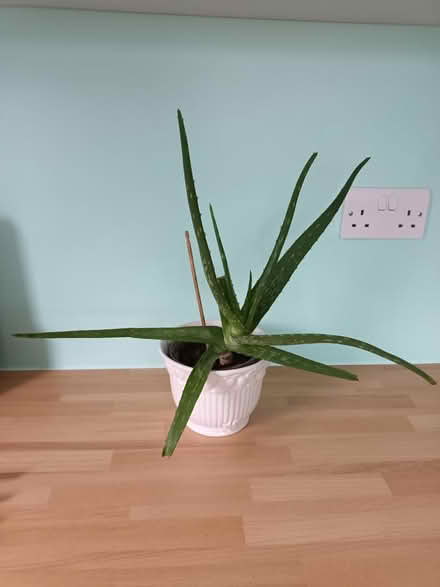 Photo of free Aloe Vera Plant (Fareham PO14) #1