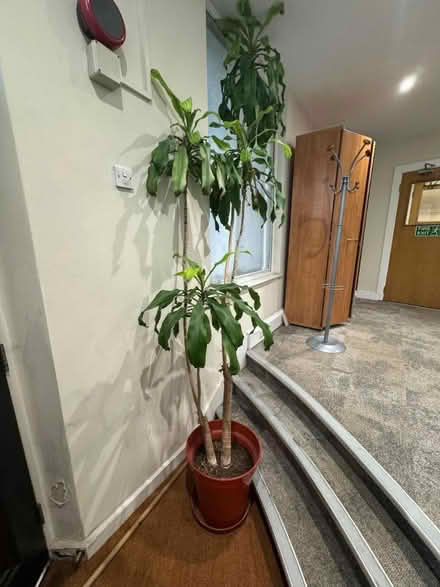 Photo of free Indoor plants (W8 6nx) #4