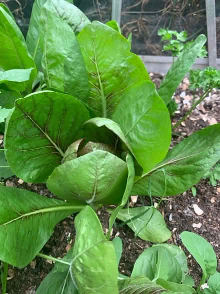 Photo of free Radiccio leaves (Malvern Link WR14) #1