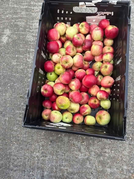 Photo of free Apples (Norbury CR7) #2