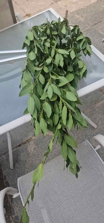 Photo of free Bay leaves (Chessington KT9) #1