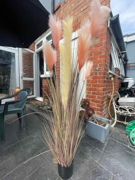 Photo of free Ornamental fake pampas (PO3 baffins Portsmouth) #1