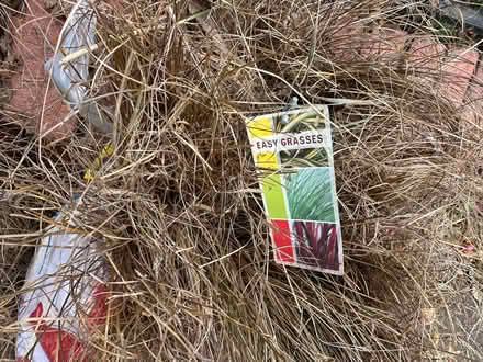 Photo of free Grasses and crab apples (Kenilworth CV8) #2