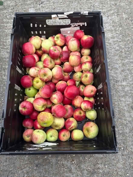 Photo of free Apples (Norbury CR7) #1