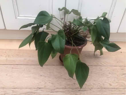 Photo of free Anthurium plant (Harrogate HG2) #1