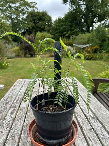 Photo of free Honey Locust seedlings (The Folders Lane Estate RH15) #1