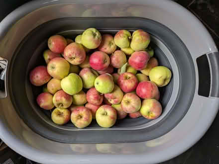 Photo of free Windfall apples (Rugby CV21) #1