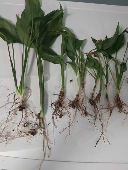 Photo of free Peace lily off shoots/baby plants (Woolton L25) #1