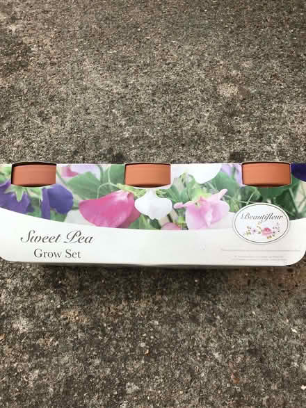 Photo of free Sweet Pea, Iris & Pretty Flower Pot (Minster Lovell OX29) #1