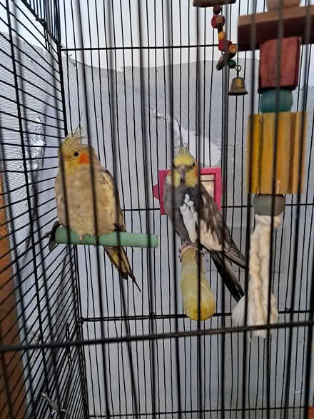 Photo of free Bird cage, birds (Zion, pa) #1