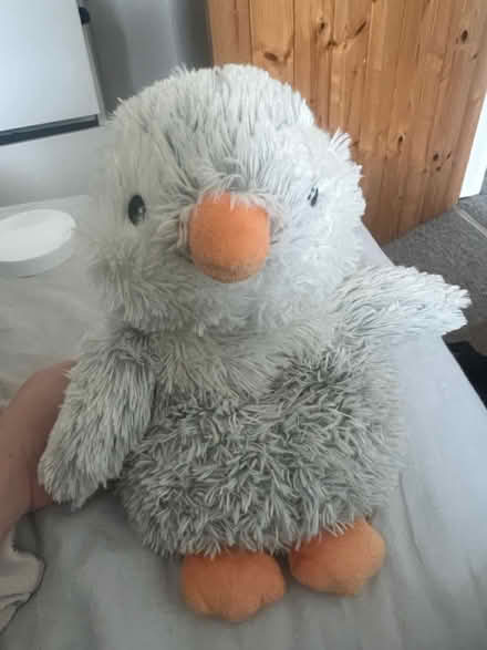 Photo of free Microwaveable teddy (Maldon CM9) #2