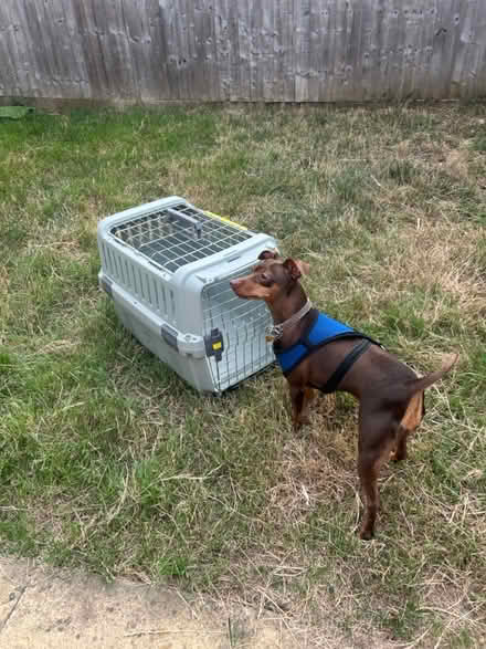 Photo of free Plastic dog crate (Sutton Courtenay OX14) #1