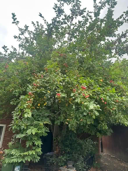 Photo of free Grasses and crab apples (Kenilworth CV8) #3
