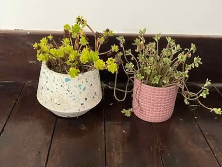 Photo of free Planta & pots (Watford WD24) #1