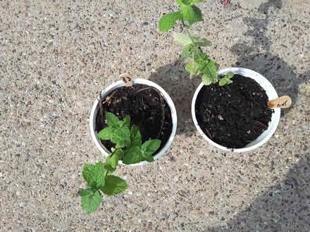 Photo of free Apple mint plants x2 (HP13 near railway station) #1