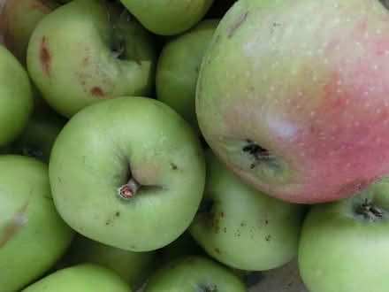 Photo of free Windfall Bramley Cooking Apples (North Ascot SL5) #1