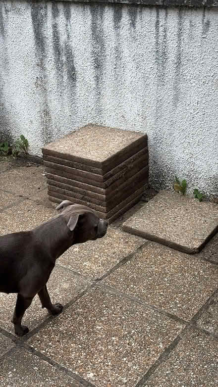 Photo of free Paving slabs (Central St Leonards TN38) #1