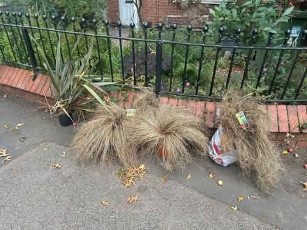 Photo of free Grasses and crab apples (Kenilworth CV8) #1