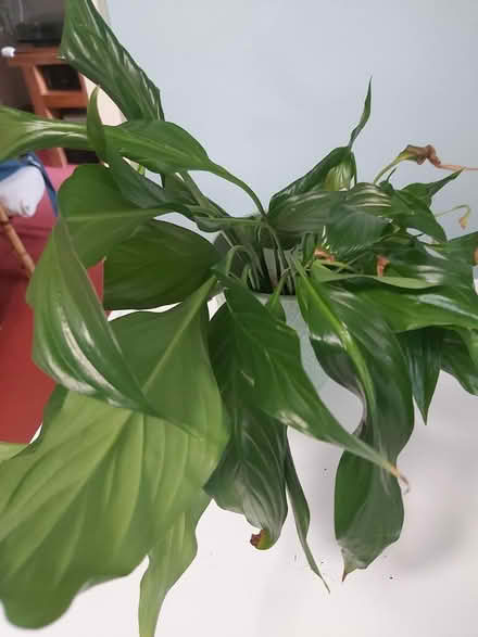 Photo of free Peace lily off shoots/baby plants (Woolton L25) #2