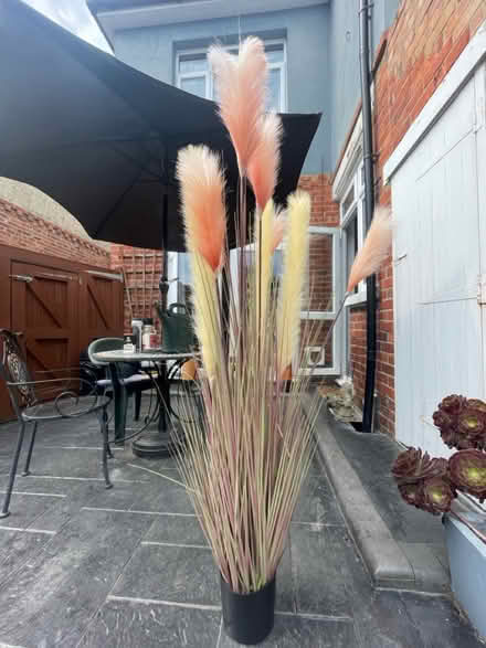 Photo of free Ornamental fake pampas (PO3 baffins Portsmouth) #2