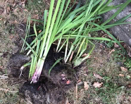 Photo of free Yellow and purple flag iris (Mudeford BH23) #1