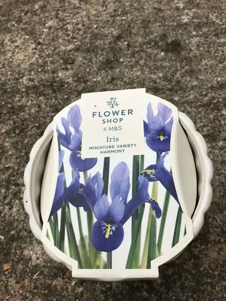 Photo of free Sweet Pea, Iris & Pretty Flower Pot (Minster Lovell OX29) #2