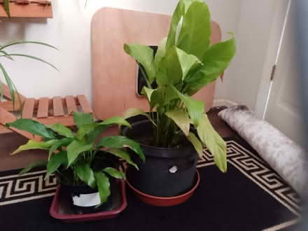 Photo of free Peace lily (CO13) #2