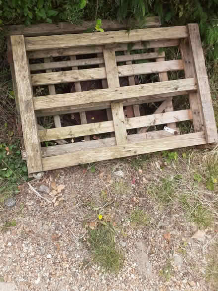 Photo of free Pallet (Tenterden TN30) #1