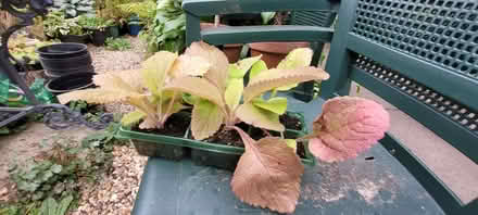 Photo of free Foxglove plants (Ellistown LE67) #2