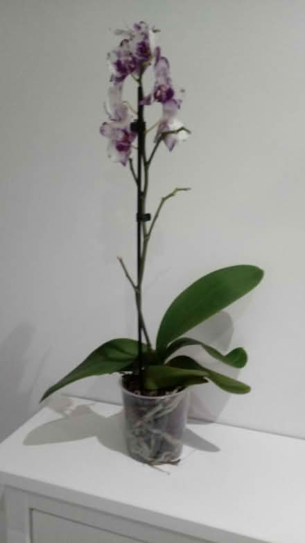 Photo of free Orchid (Horsham, near Bennetts Field) #1