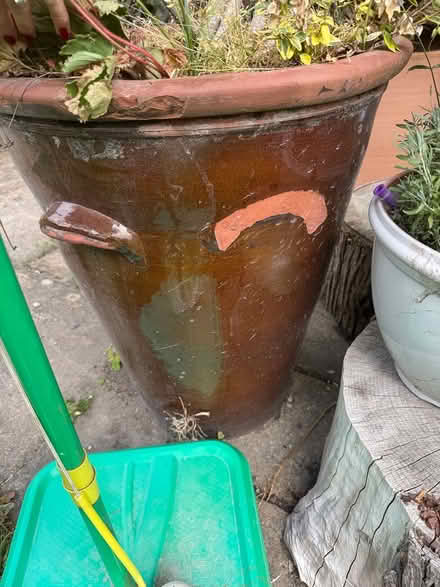 Photo of free Large Plant pot with plant (Standen park house) #4