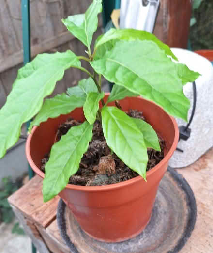 Photo of free Baby Avocado Plants (Walton-on-Thames KT12) #1