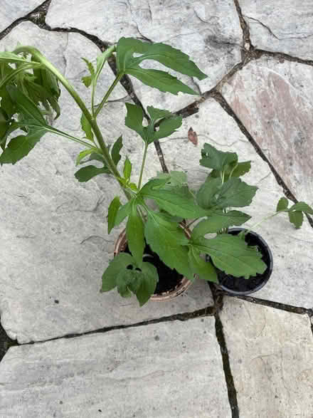 Photo of free Rudbeckia tri-loba (Burnhamthorpe and Tomken) #1