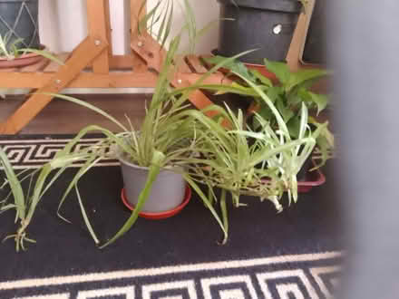 Photo of free Spider plants (CO13) #1