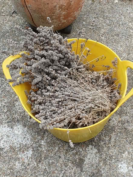 Photo of free Lavender trimmings (Lewes, BN7) #1