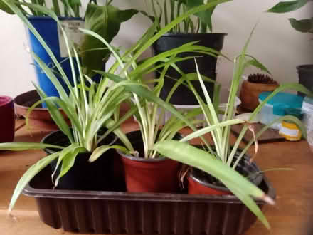 Photo of free Spider plants (CO13) #2