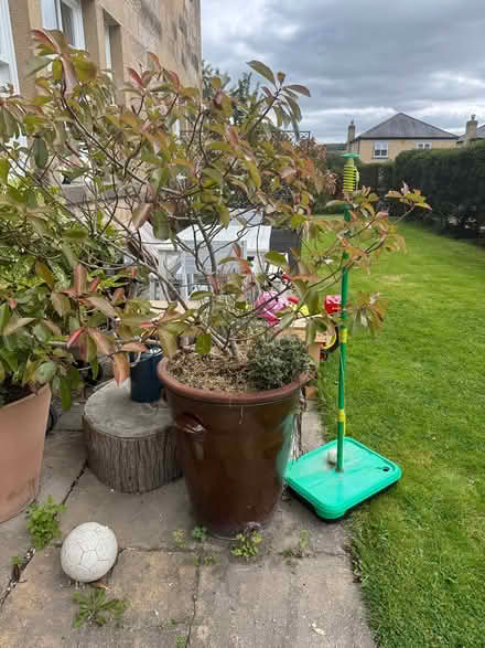 Photo of free Large Plant pot with plant (Standen park house) #1