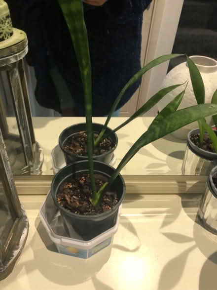 Photo of free Plants (High Wycombe, HP13) #1