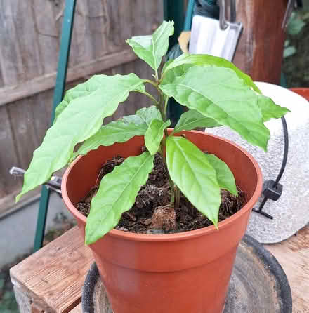 Photo of free Baby Avocado Plants (Walton-on-Thames KT12) #2
