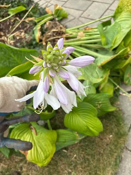 Photo of free Large leaf green hosta (Burnhamthorpe and Tomken) #2
