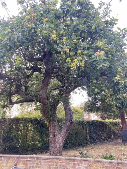 Photo of free Bramley Apples (Sheddingdean RH15) #1