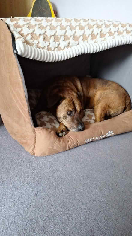 Photo of free Large dog igloo (South Green CM11) #1