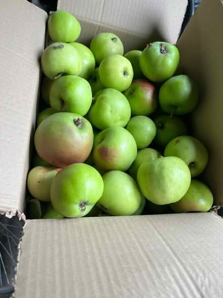 Photo of free Apples (Moortown LS17) #2