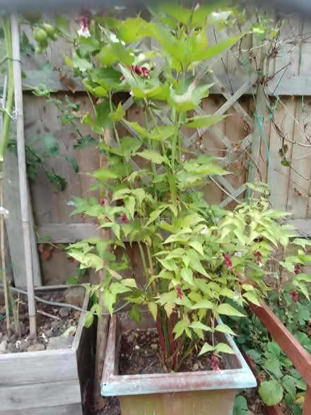 Photo of free Himalayan honeysuckle plant (CO13) #1